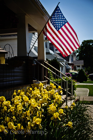 Yellow Iris Garden American Flag