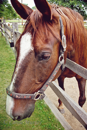Stearns Homested Parma Ohio Farm Horse