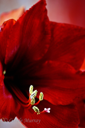 Amaryllis Plant Red