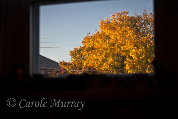 Autumn Fall View Leaves Kitchen Window
