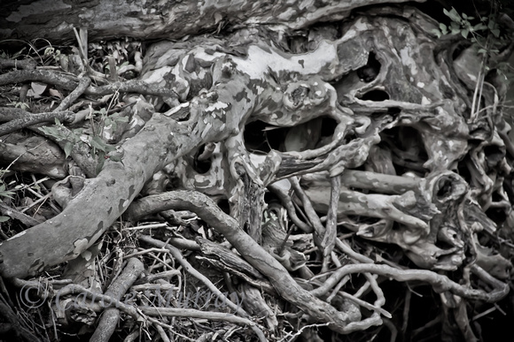 Tree Roots Black and White Photograph