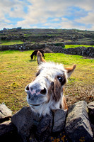 Curious donkey on Inishmore, Aran Islands, Co. Galway, Ireland.