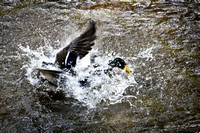 Ducks Splashing Water