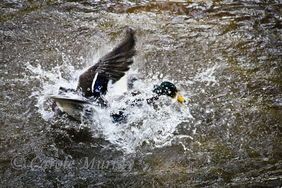 Ducks Splashing Water