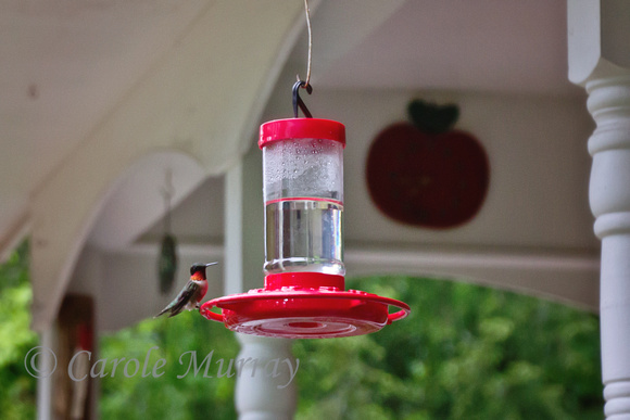 Hummingbird Feeder Flying