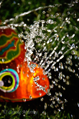 Sprinkler Fish Water