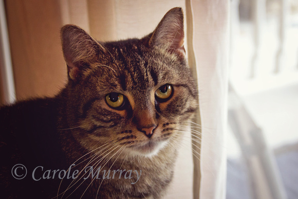 Bill Murray Cat