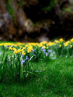 Spring Flowers in Ireland