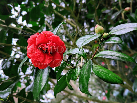 Spring Flowers in Ireland