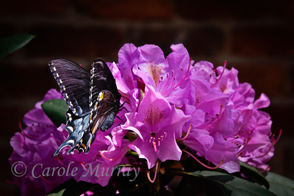 Butterfly Rhododendron