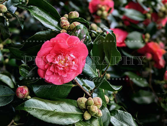 Spring Flowers in Ireland