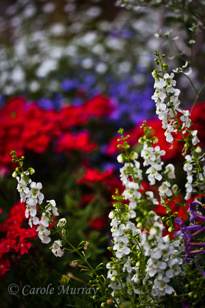 Red White Blue Flowers