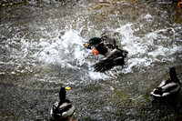 Ducks Water Splashing