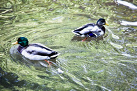 Ducks Water Swimming