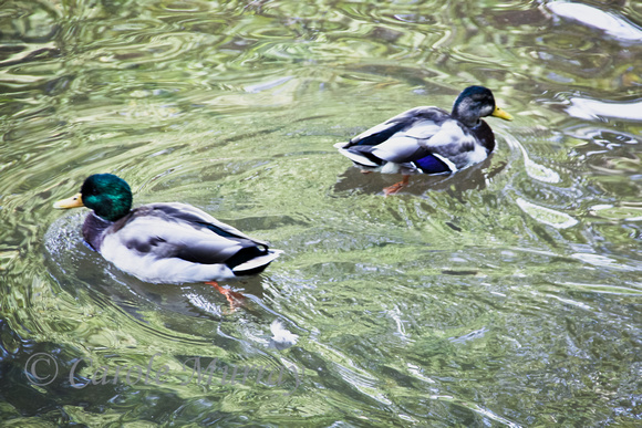 Ducks Water Swimming